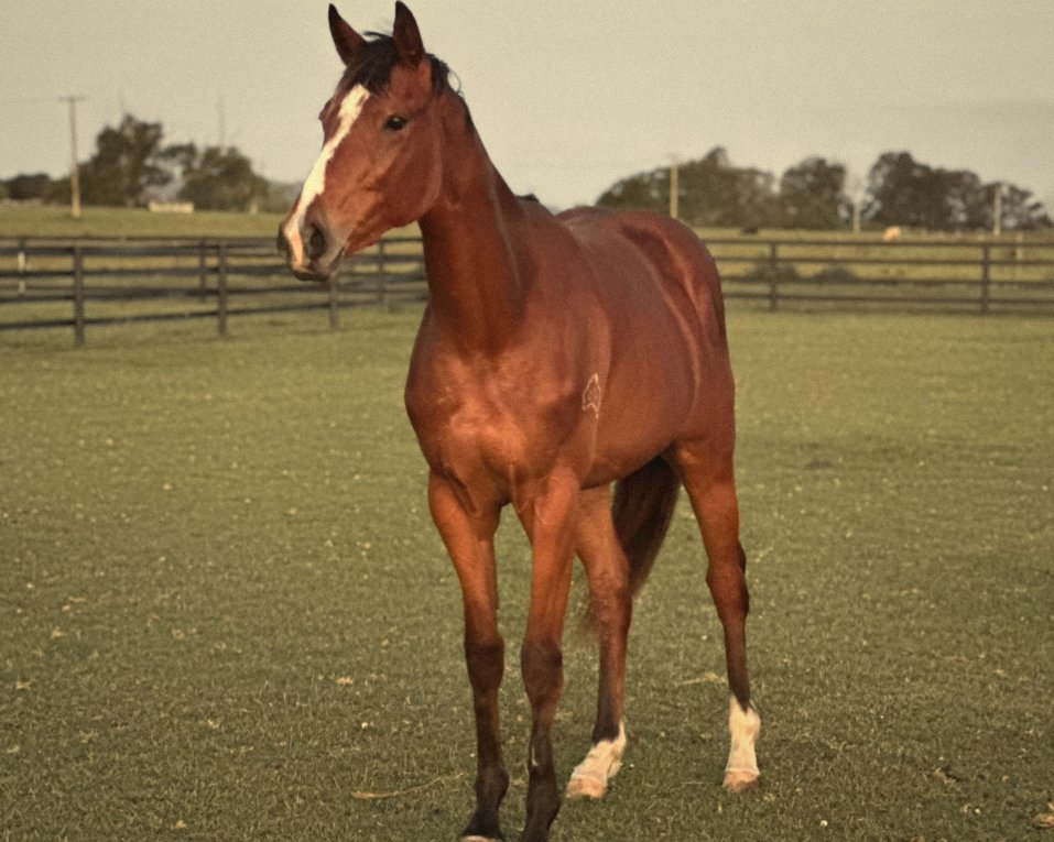 A bay horse with a white blaze standing in the paddock in evening light