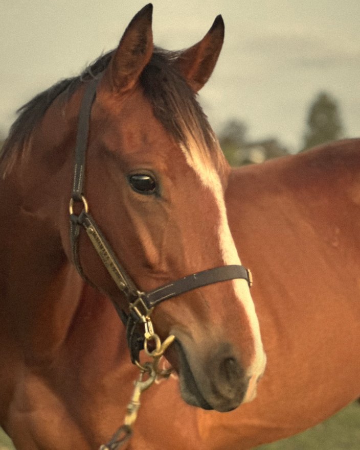 Close up of a bay horse with a white blaze in a leather halter