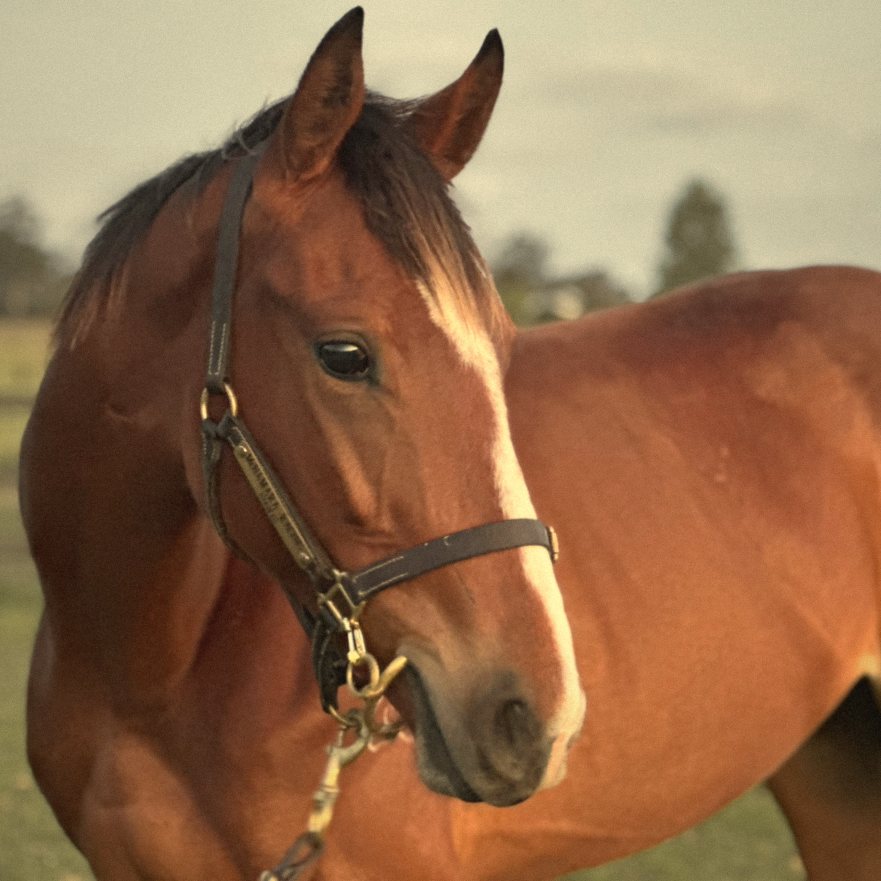 Close up of a bay horse in a leather halter