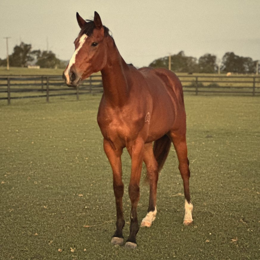 A bay horse with a white blaze standing in the paddock