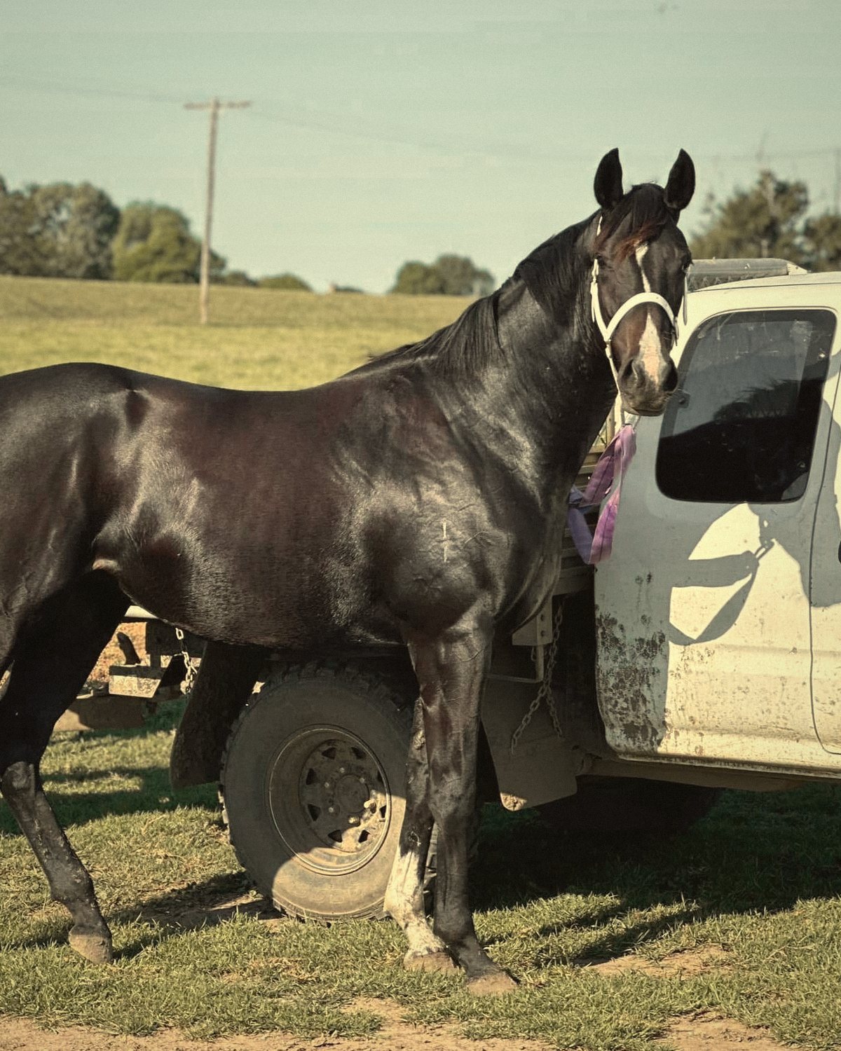 A black horse in a white halter standing beside the farm ute