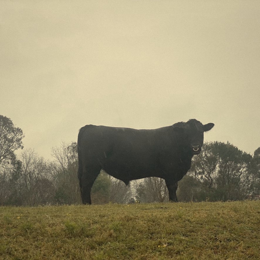 An MHJ bull standing on a rise on a misty day