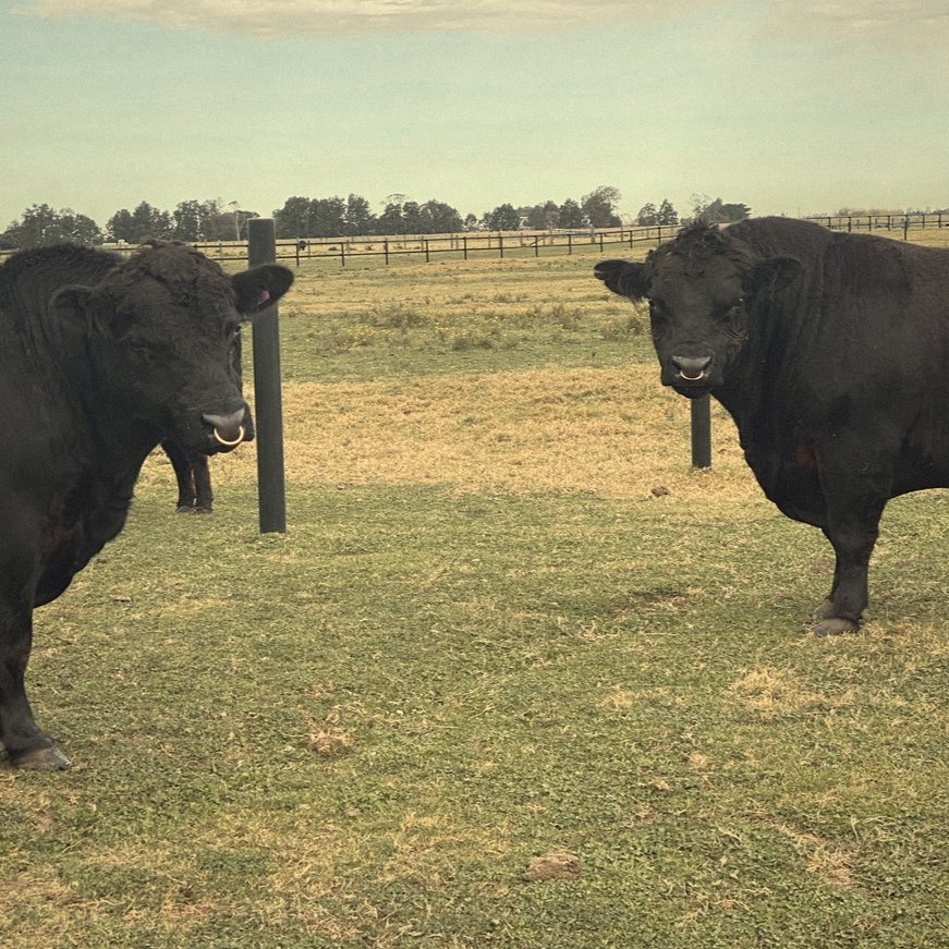 Two MHJ bulls standing in the paddock