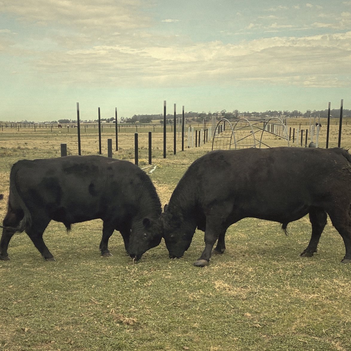 Two MHJ bulls pushing heads together