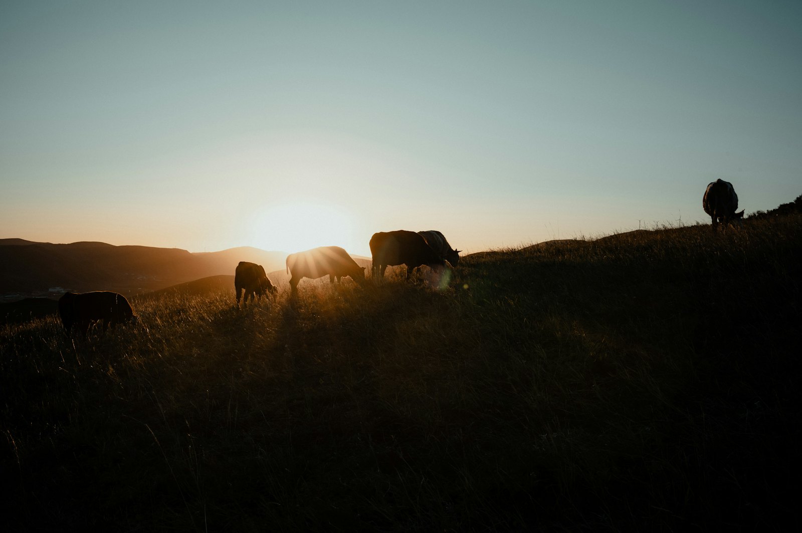 Cattle grazing on a hillside at sunset
