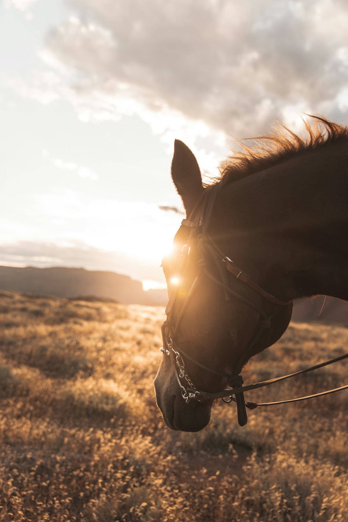 Close up of a bay horse in the late afternoon sun