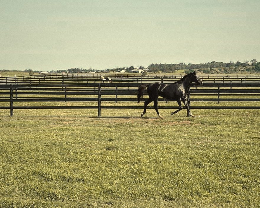 A black horse trotting along the paddock fence line