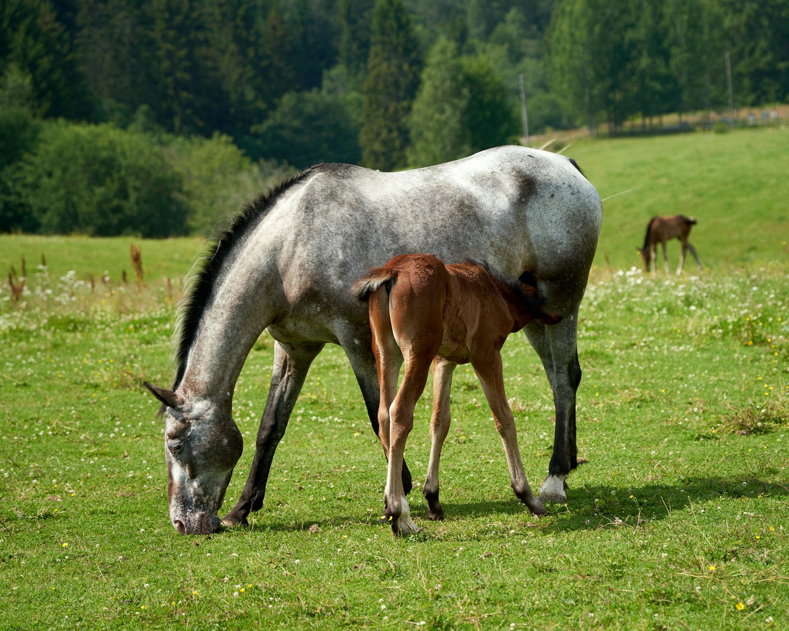 A grey mare grazing with her foal