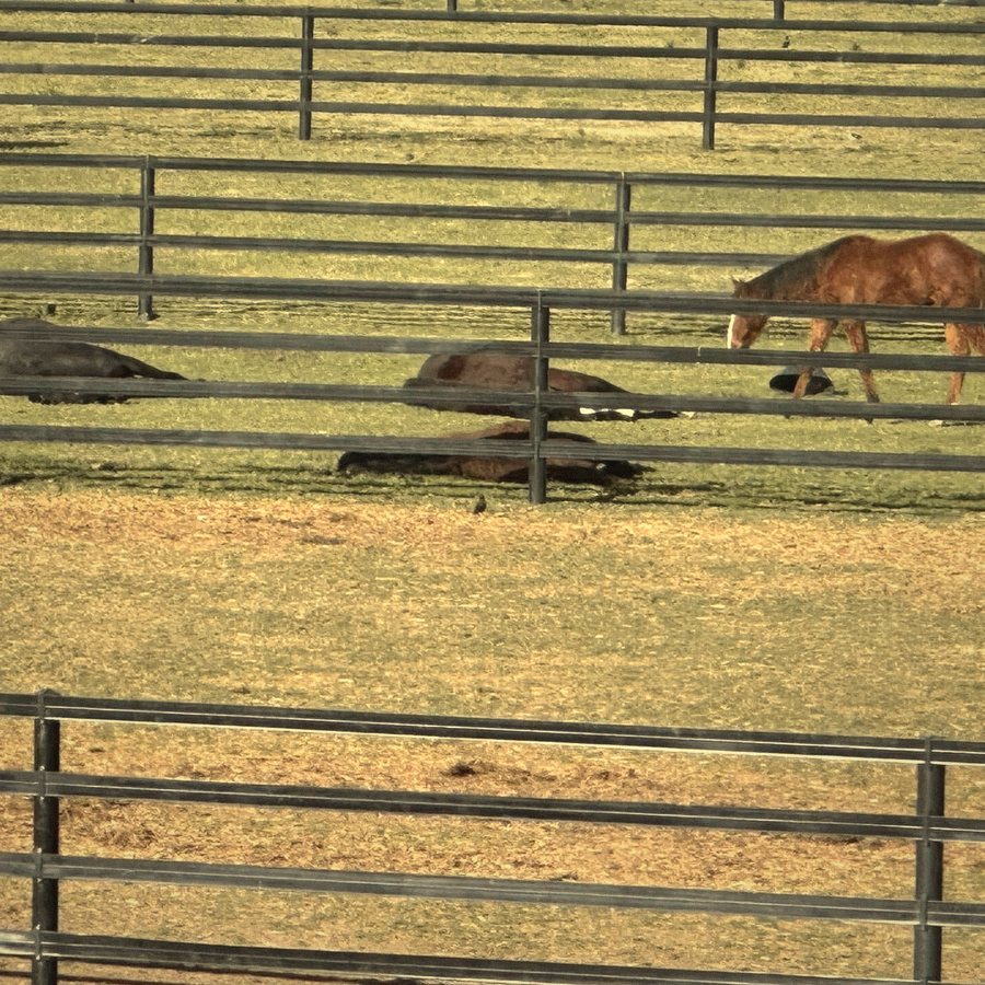Horses resting and grazing in the paddocks