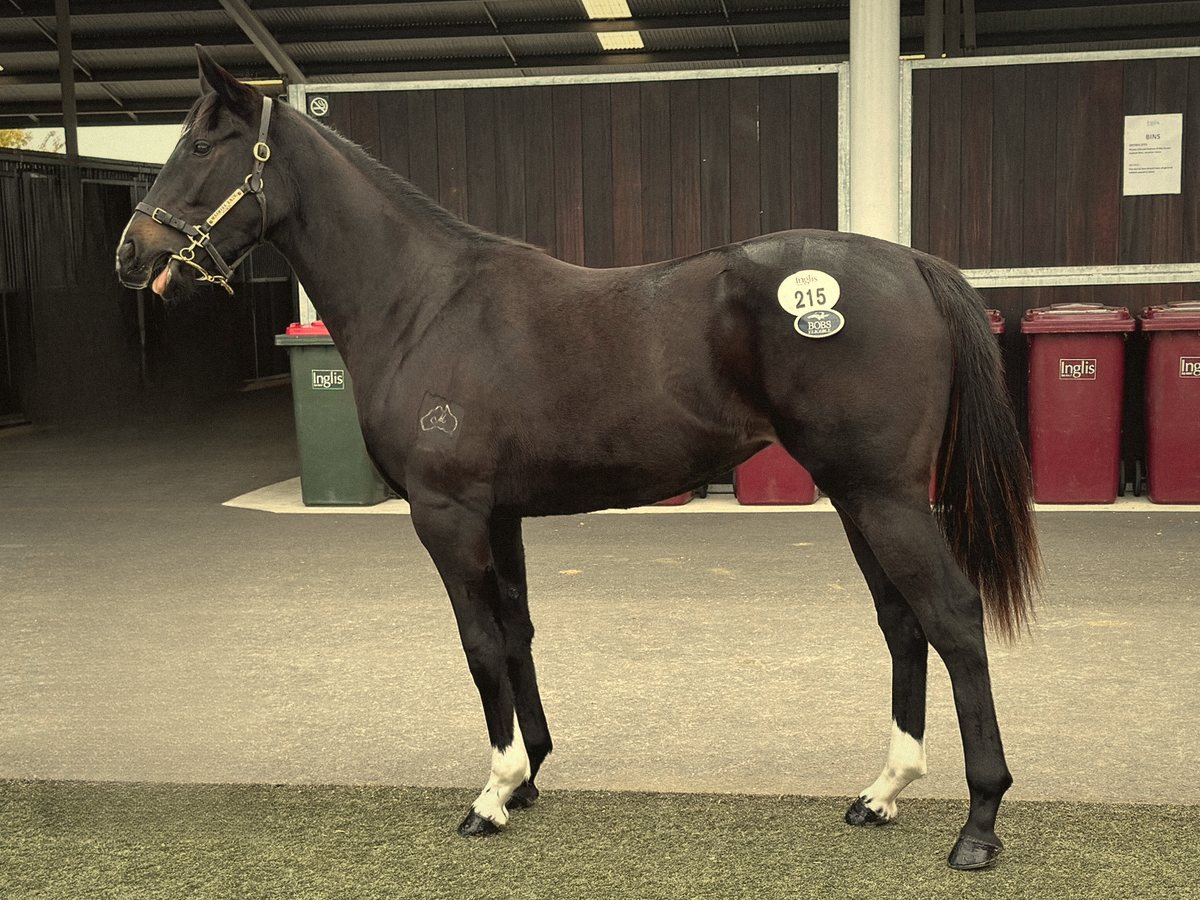 A black yearling with sale number 215 at the Inglis sales complex