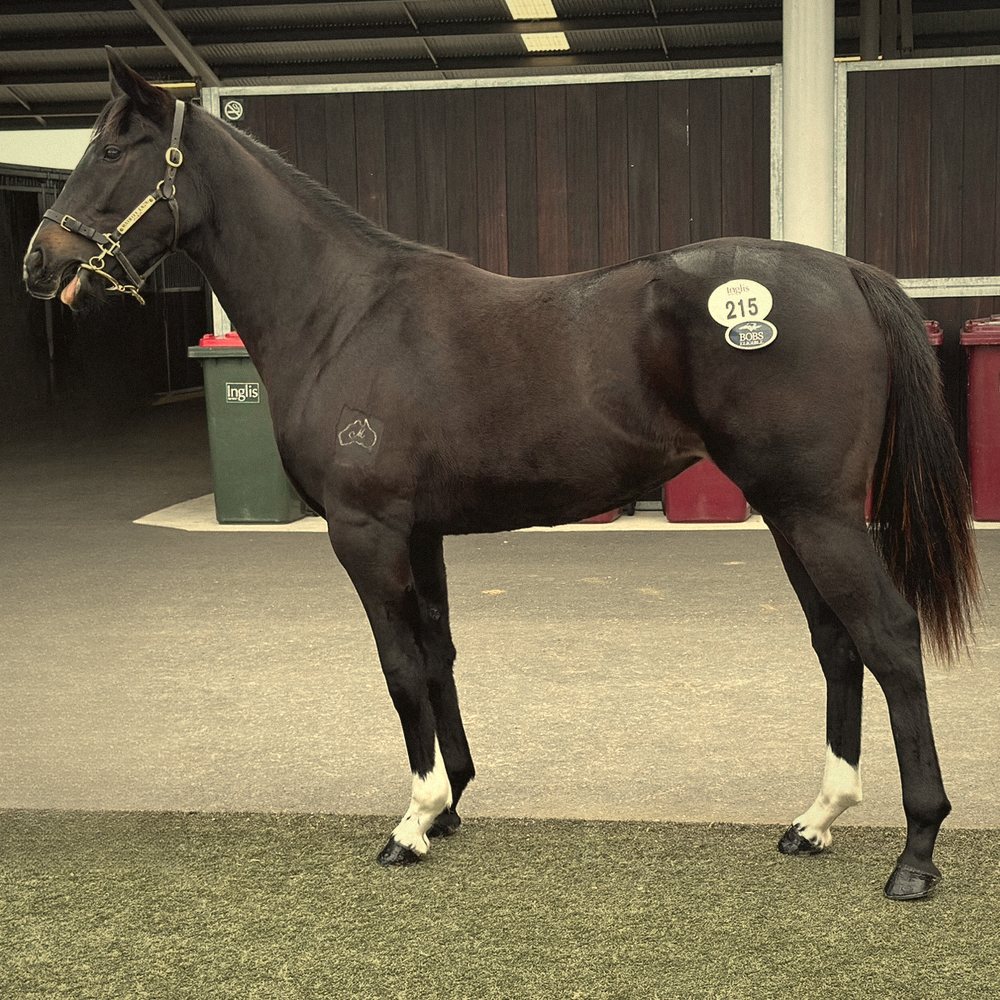 A black yearling with sale number 215 at the Inglis sales complex