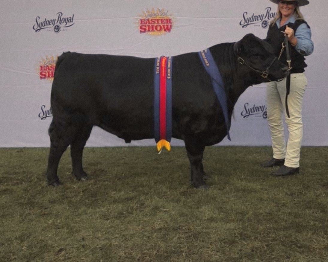 An MHJ Lowline bull wearing ribbons at the Sydney Royal Easter Show